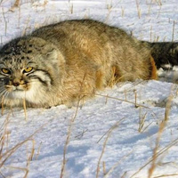 Аватарка dm07