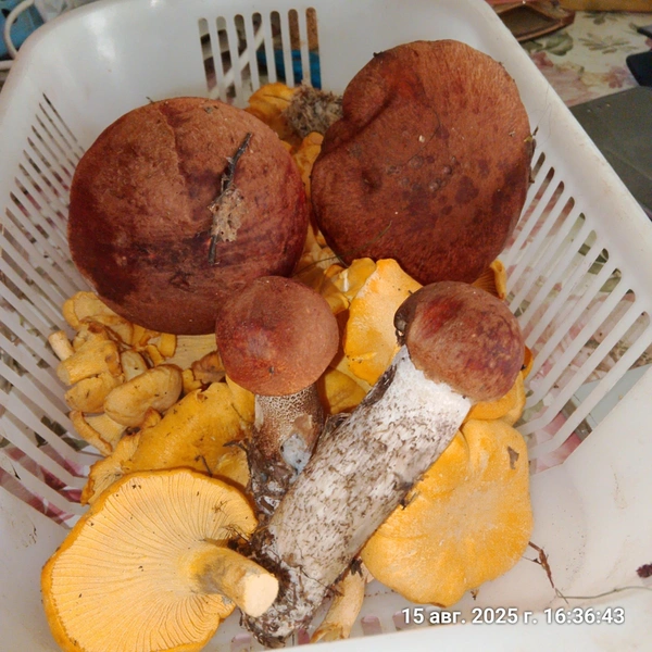 Источник: Грибы и Грибники СПб / ВКонтакте