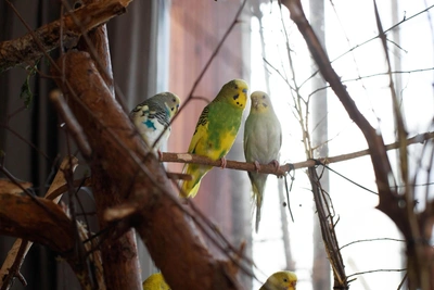 Siberian Woman's Small Apartment Home to 11 Parrots and Two Dogs