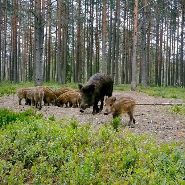 Источник: Павел Глазков / «Каждой твари по паре»