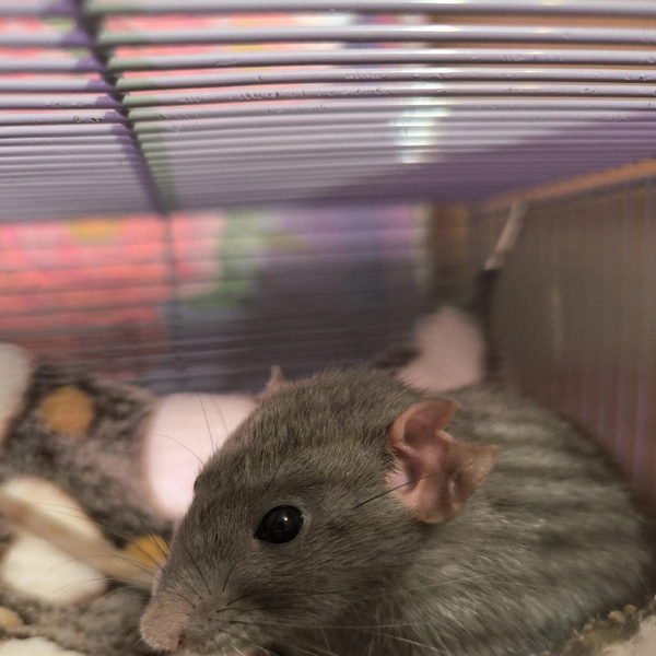 Источник: Удельный парк