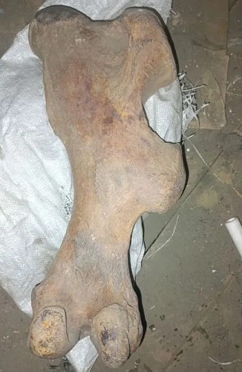 Бедренная кость вымершего шерстистого носорога | Источник: Avito.ru / yakutsk