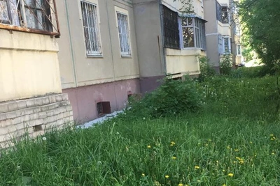 Кострома: контроль за окосом травы усилили