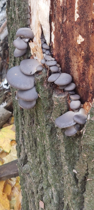 Они растут на ослабленных деревьях и сухостое | Источник: Группа VK «Грибы и грибники Рязани»