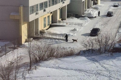В Челябинске служба отлова оставила собак во дворе после нападения