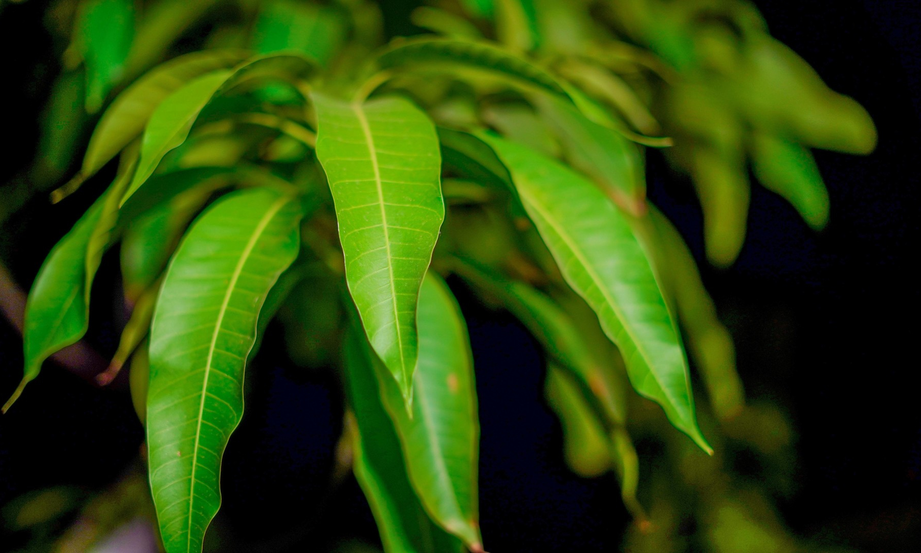 Ученые создали антибактериальный биопластик из листьев манго