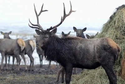 Мараловую ферму с 250 оленями продают в Башкирии