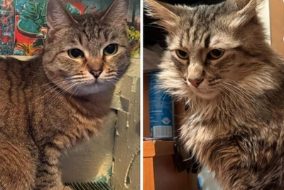 Кошки из Полярных Зорь ждут хозяев