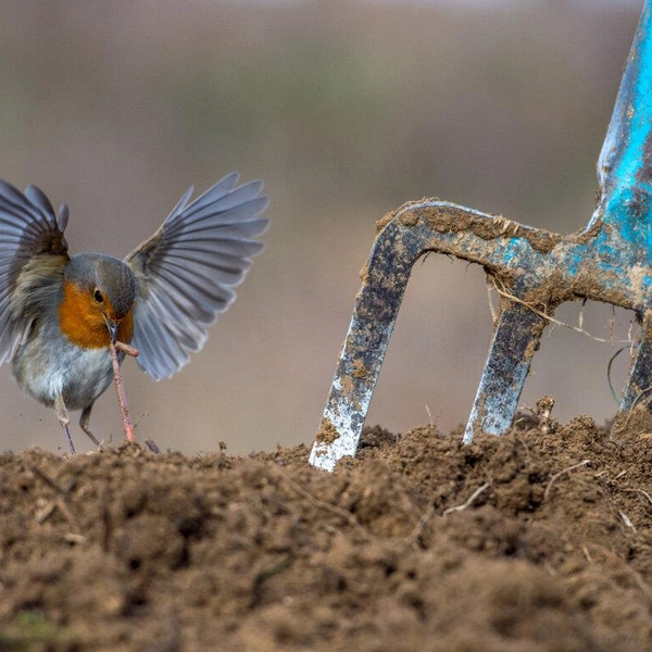 Первое место в номинации «Садовые и городские птицы» | Источник: Nikos Bukas / Bird Photographer of the Year 2018