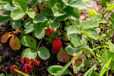 Zemklunika: A Demanding but Tasty Berry