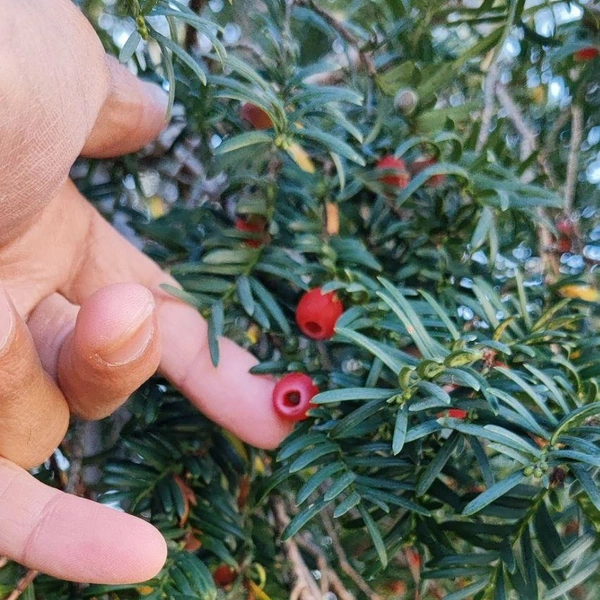 Ядовитое дерево | Источник: Личный архив Евгении