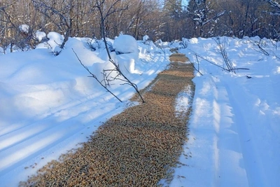 Buzuluk Forest feeds animals by scattering food on snow