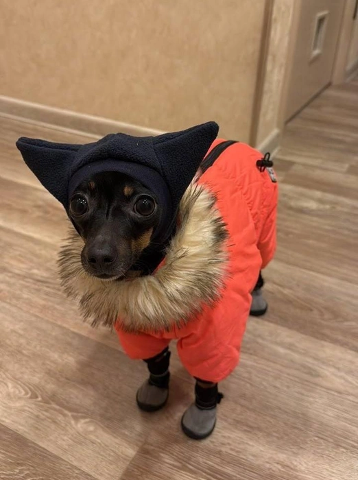 Наряд этого песика похож на своеобразный космический костюм | Источник: читательница НГС 