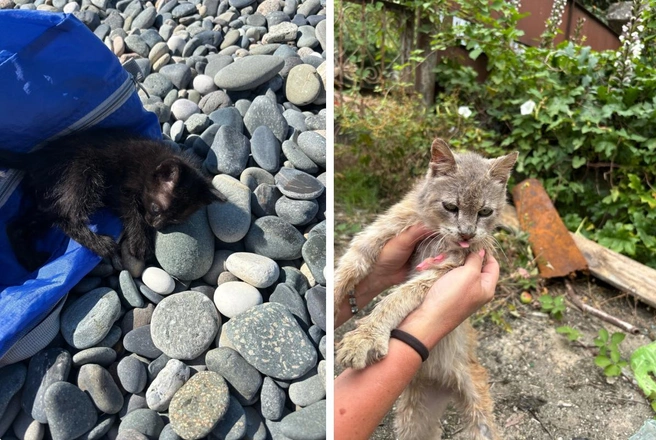 Котенок попался неравнодушной пермячке по пути на пляж, кошку она подкармливала каждый день | Источник: Елена Лукиных