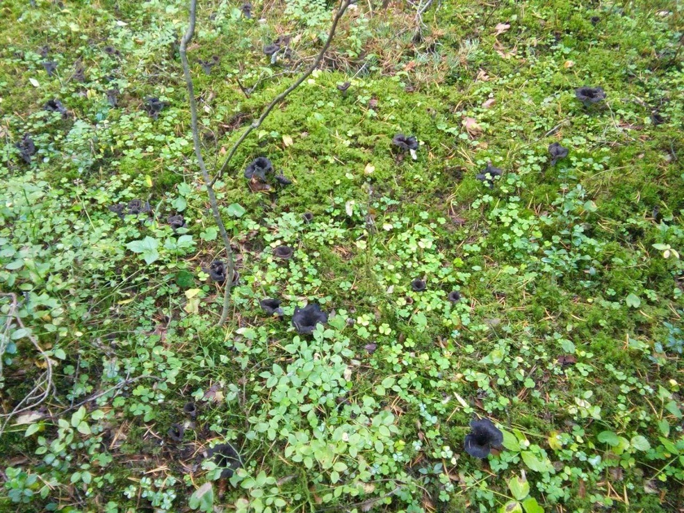 Черные лисички растут семьями | Источник: Грибники Тюмени / Telegram