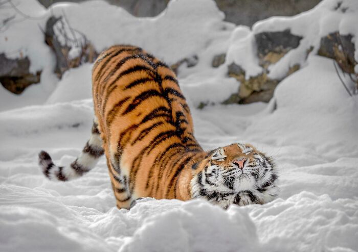 20 смешных фотографий, которые доказывают, что большие кошки — это просто кошки