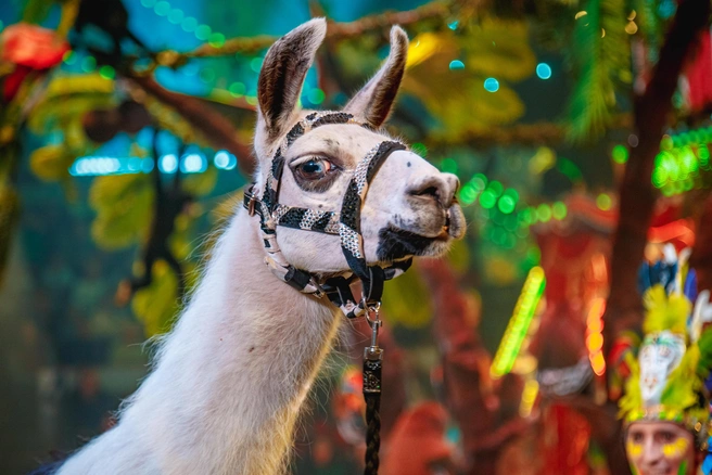 Для гостей подготовили уникальные номера | Источник: Ярославский цирк