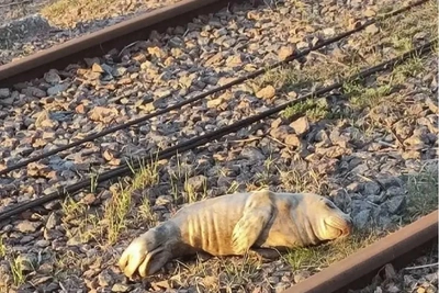 Тюленёнок поприветствовал пограничников перед спасением в Высоцке