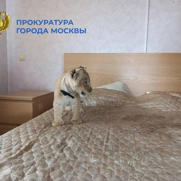 Источник: ПРОКУРАТУРА МОСКВЫ