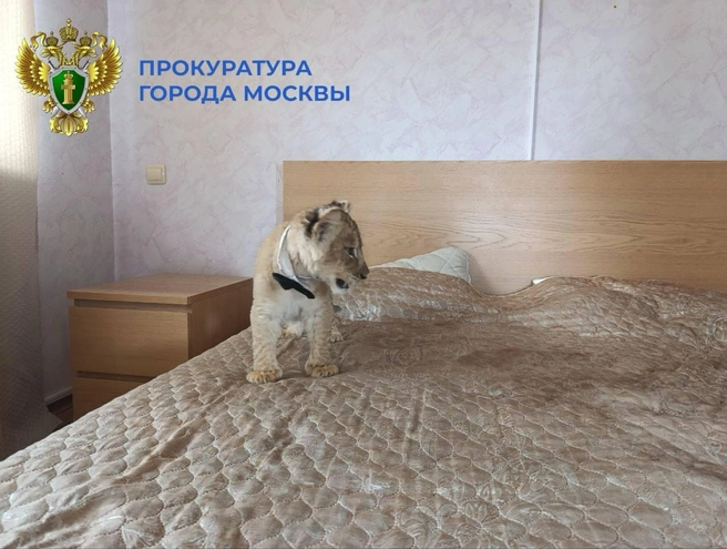 В Москве спасли льва с детенышем | Источник: Прокуратура Москвы / MSK1.RU