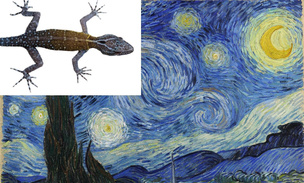 Ящерица, разрисованная самими Ван Гогом: обнаружен новый вид гекконов