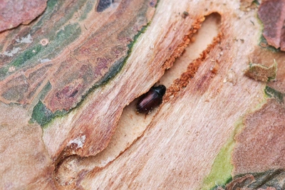 Реликтовые сосны Сочи под угрозой из-за средиземноморского лубоеда