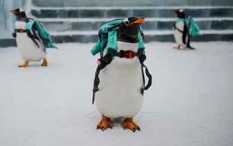 Пингвины-путешественники