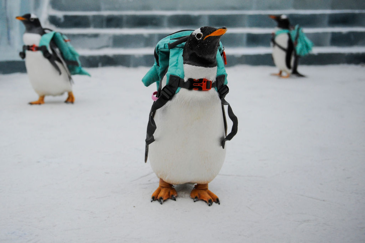 Пингвины-путешественники