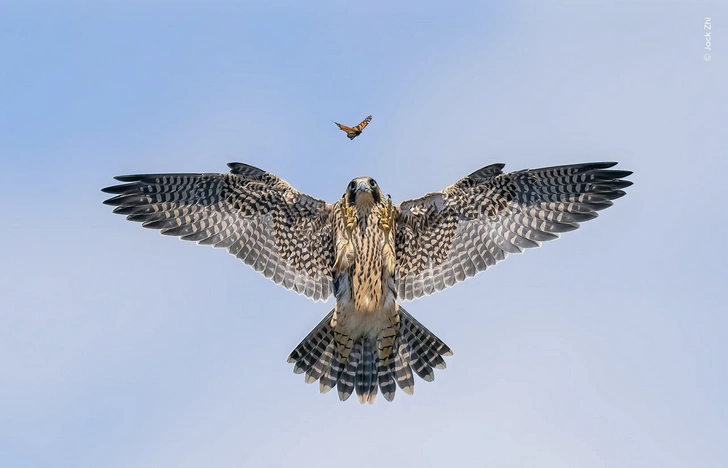 Россиянин сделал лучшее в мире фото в 2024 году. Показываем! | Источник: Wildlife Photographer of the Year 2024