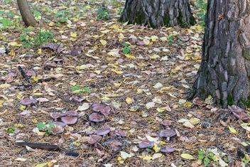 Фиолетовую рядовку сложно не заметить | Источник: mycology.su