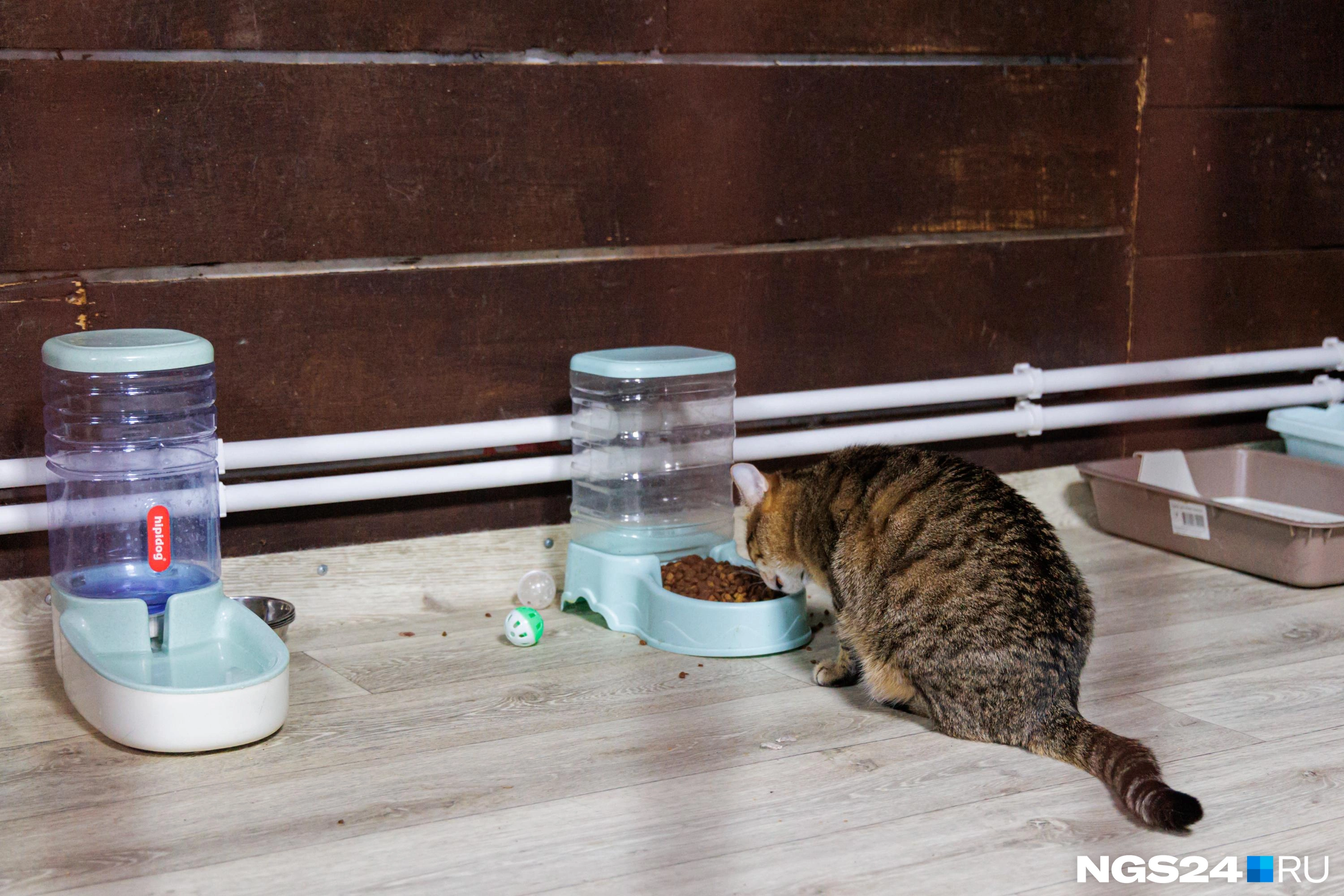 Приюту иногда жертвуют и корм, и наполнитель для лотков