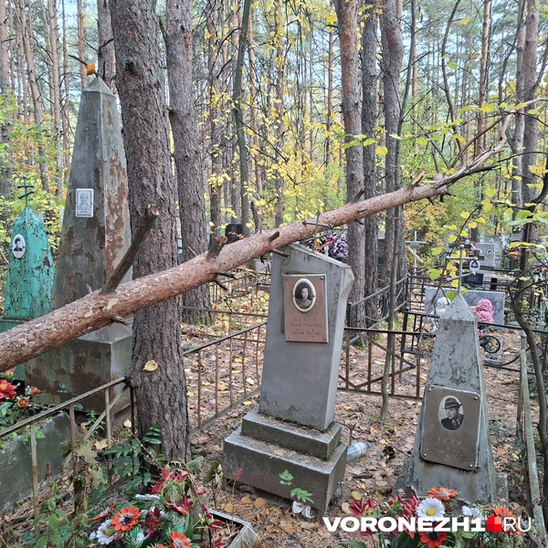 Источник: Алёна Воропаева / Voronezh1.ru