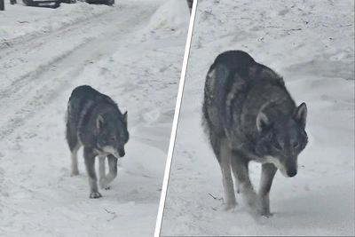 Архангельск: волк или собака на улице?