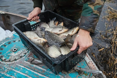 Рыбоводы Ростовской области: кредитный кризис грозит падением производства