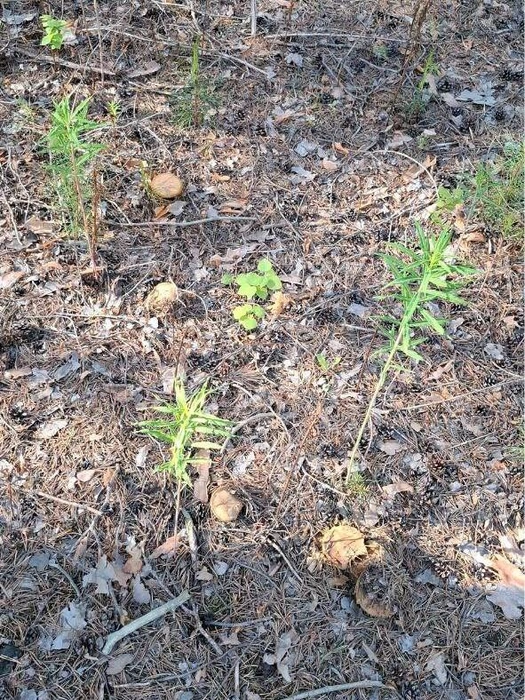 Полянка маслят в мае. Правда, большинство уже с червями  | Источник: читатель 72.RU