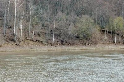 Медведицу с медвежатами заметили в Башкирии