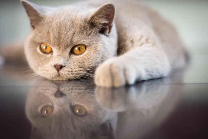 Британский короткошерстный кот лилового окраса | Источник: Shutterstock/Fotodom.ru