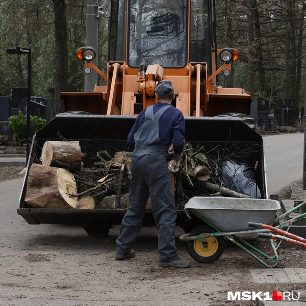 Массовая вырубка деревьев на Кунцевском кладбище | Источник: читатель MSK1.RU