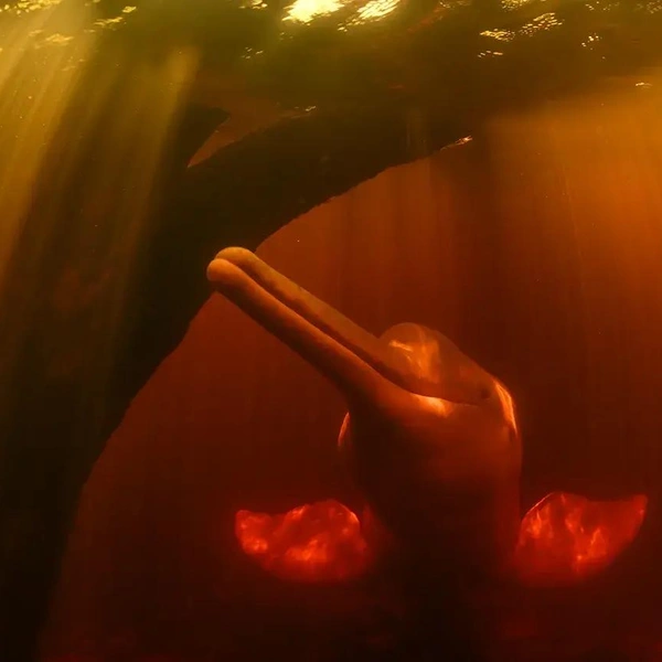 Источник: Wildlife Photographer of the Year