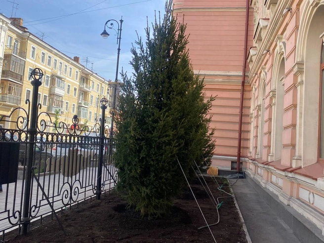 Вот такие молоденькие пушистые красавицы | Источник: Ксения Бирюкова / 63.RU