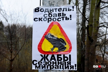 Вот такие плакаты волонтеры рисуют в надежде спасти хоть сколько-то серых жаб | Источник: Ирина Тропина / 59.RU