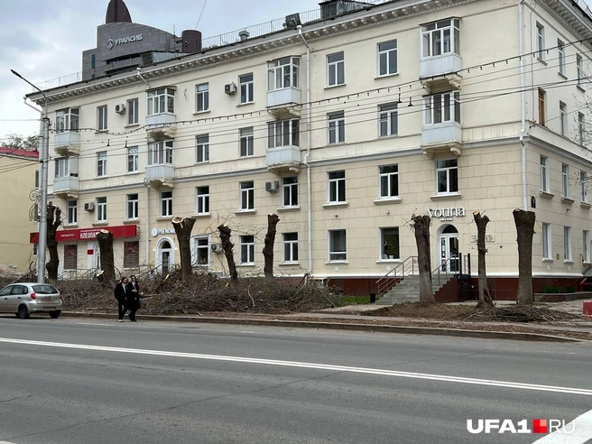 Остатки деревьев на Ленина | Источник: Андрей Бирюков / UFA1.RU
