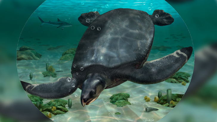 Размером с небольшое авто: посмотрите на исполинскую черепаху, которая жила в Европе 80 млн лет назад