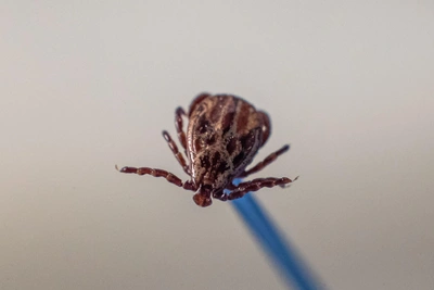 В Омской области выявили районы с клещевым энцефалитом