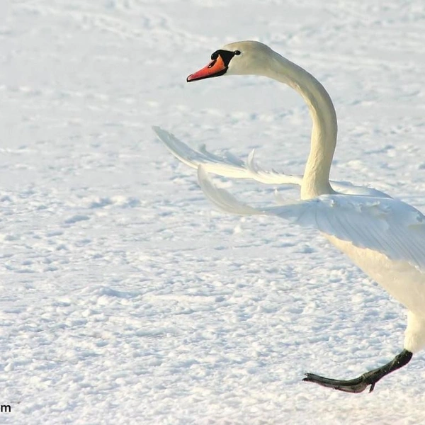 «Стойте, вы кое-что забыли!» | Источник: Bojan Bencic / Comedy Wildlife Photography Awards 2022