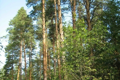 В Пензенской области выявили нарушения лесных законов