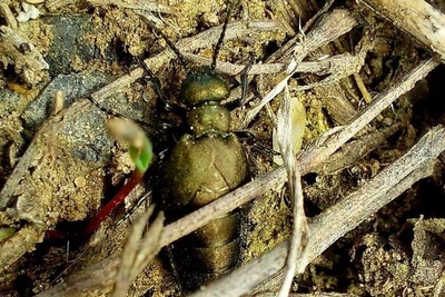 В Волгограде сняли опасного жука-нарывника