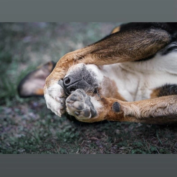 Источник: Dina Untersee / @comedypetphoto_awards