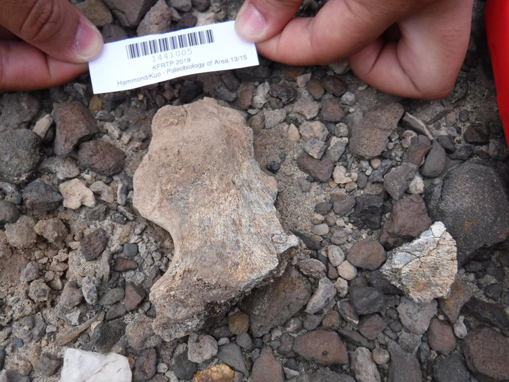 Обнаружены древнейшие кости первых Homo erectus