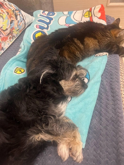 Эти дружные ребята решили подольше понежиться в кровати  | Источник: читательница НГС Елена